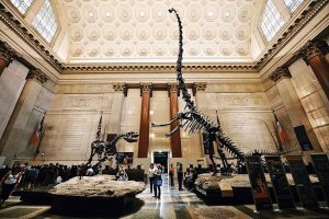 NYC Natural History Museum